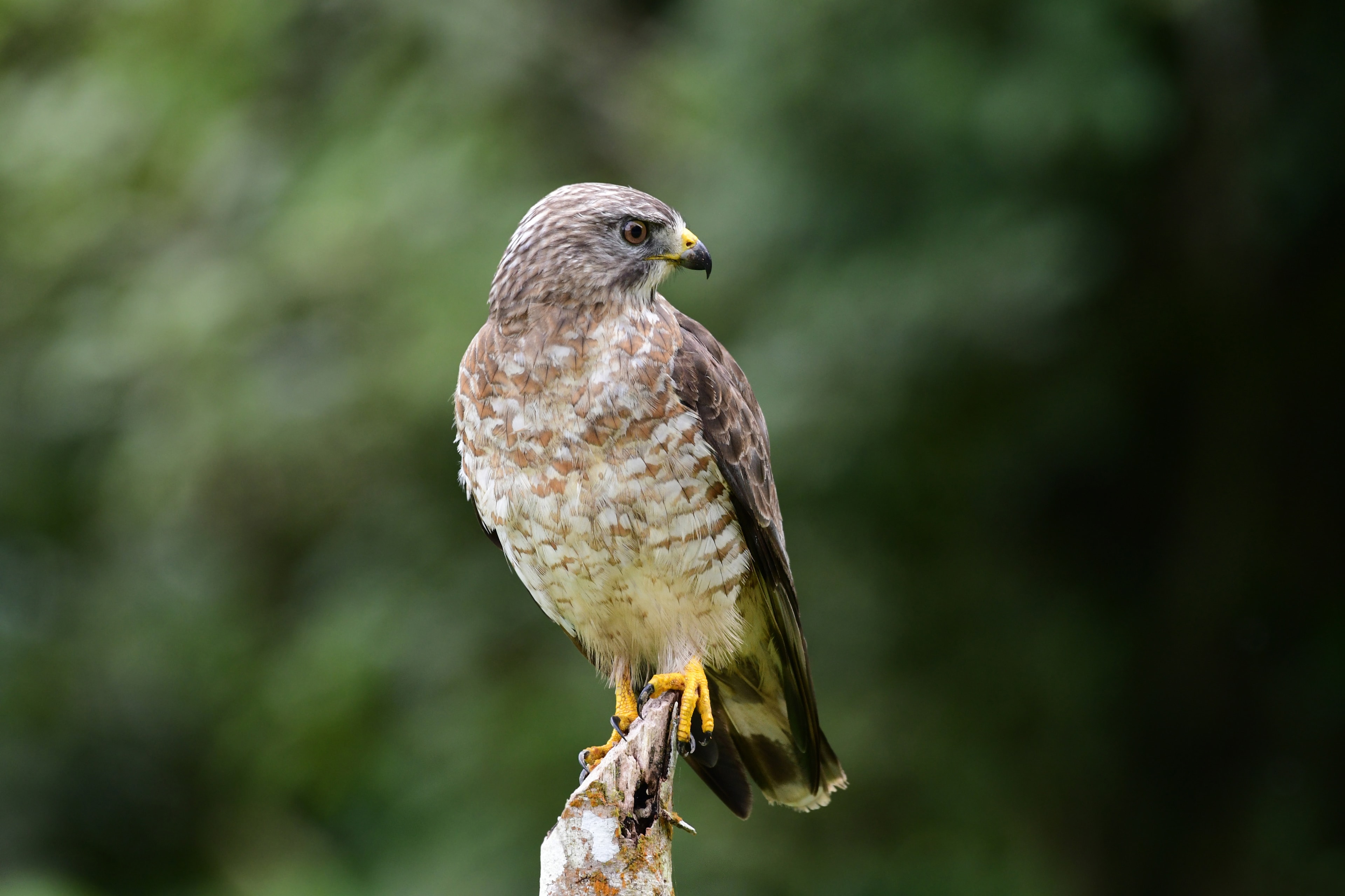 Birdwatcher with binoculars watching hawks migrate over Lake Michigan