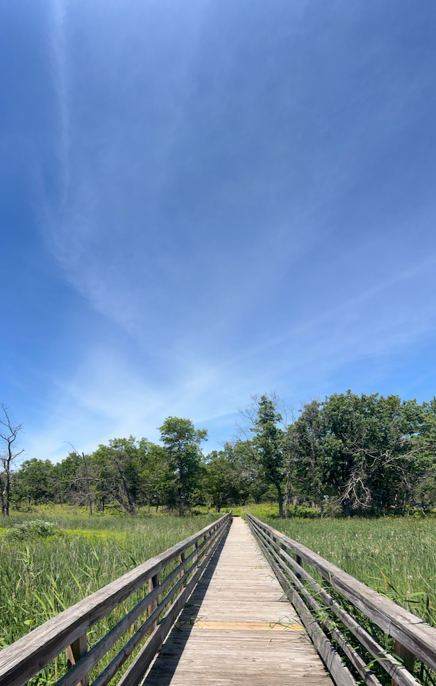 Scenic overlook with binoculars and forest vista at Spring Bluff Forest Preserve